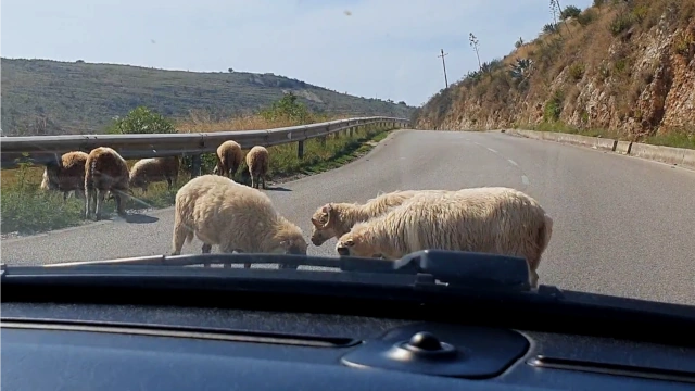 Sorpresas en la carretera. Albania