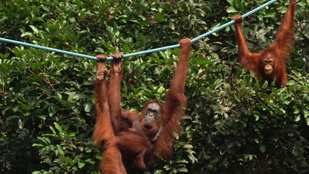 Hembra y su cría orangután de desplazan por una tirolina