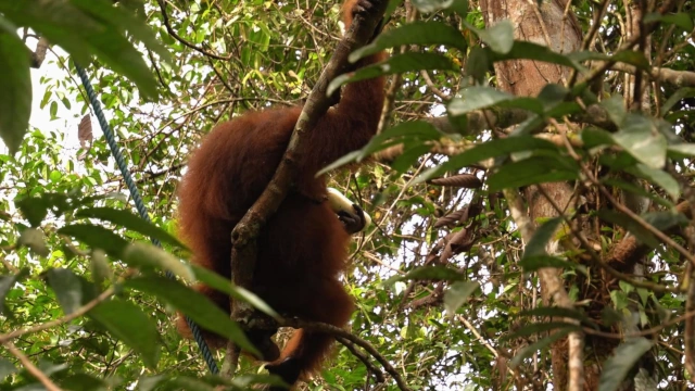 Orangután hembra Semenggoh-Borneo-Malasia