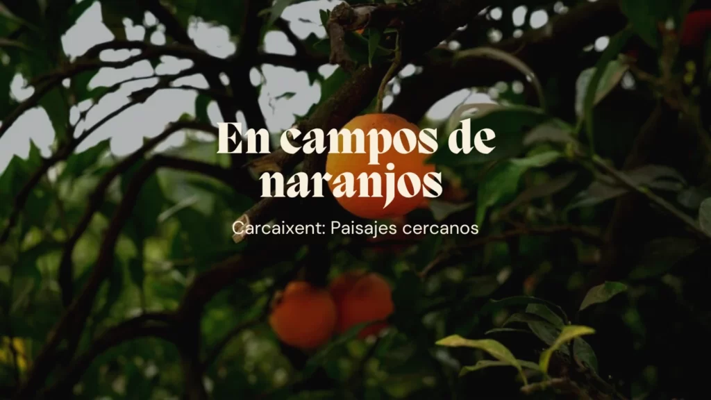 Carcaixent entre naranjos