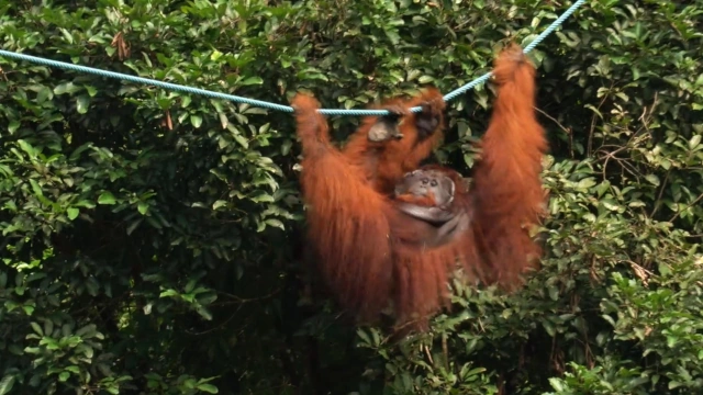 Orangután macho alfa desplazándose entre los árboles Semenggoh-Borneo-Malasia