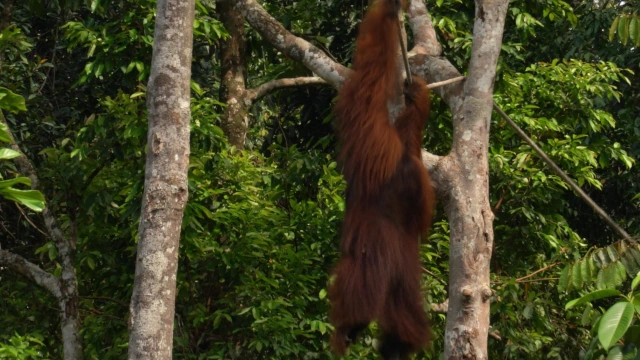Orangután macho alfa en equilibrio entre los árboles Semenggoh-Borneo-Malasia