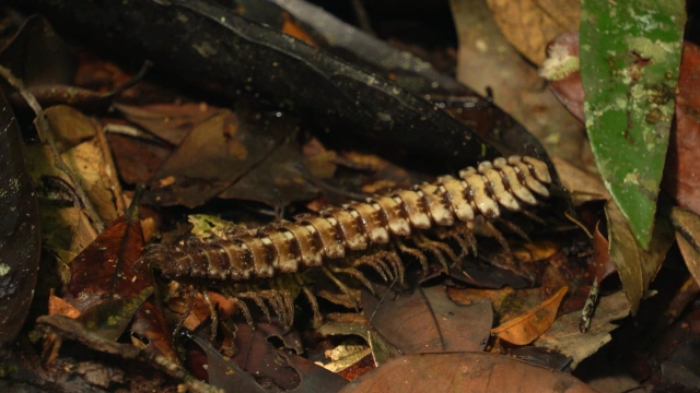 Miriapodo Semenggoh-Borneo-Malasia