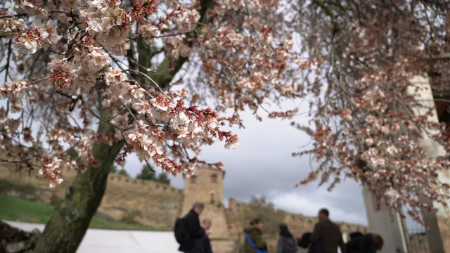 Almendros en la subida al castillo de Morella