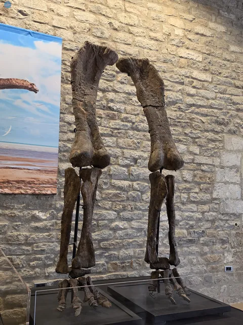 Piezas originales de patas de dinosaurios halladas en los alrededores de Morella.