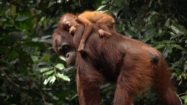 Orangután hembra y cría en la selva de Borneo