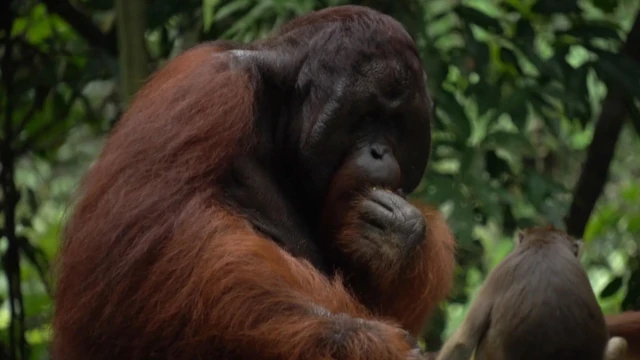 Orangután macho en libertad en la selva de borneo