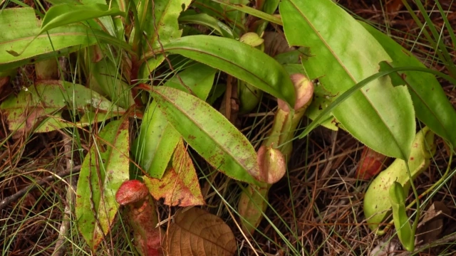 Planta carnívora Semenggoh-Borneo-Malasia