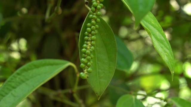 Planta de la pimienta Semenggoh-Borneo-Malasia