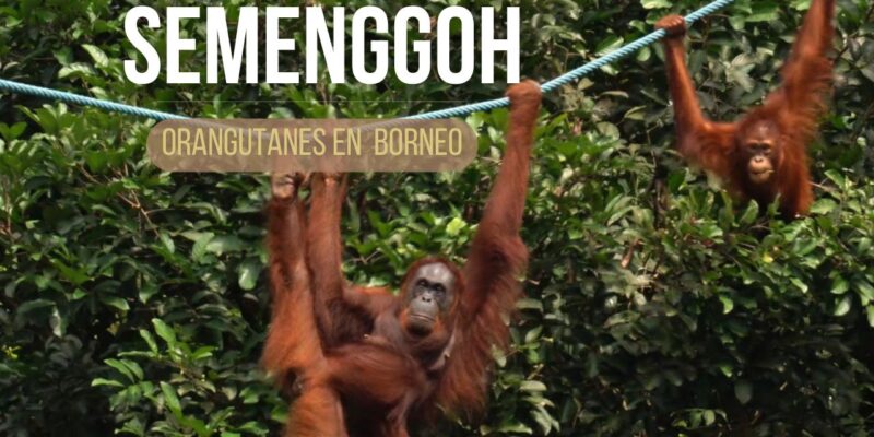 Orangutanes en Borneo Reserva de Semenggogh: hembra orangután con cría