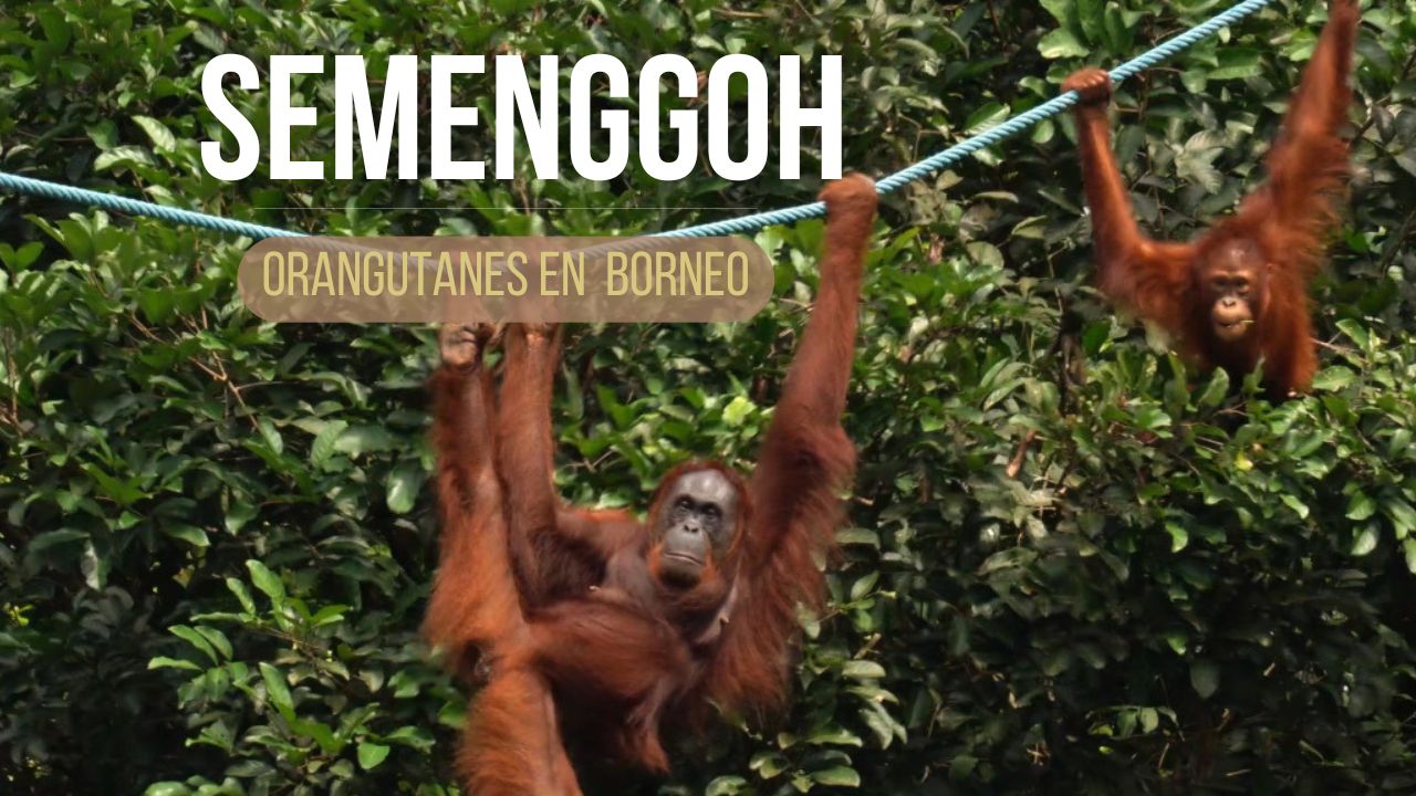 Orangutanes en Borneo Reserva de Semenggogh: hembra orangután con cría