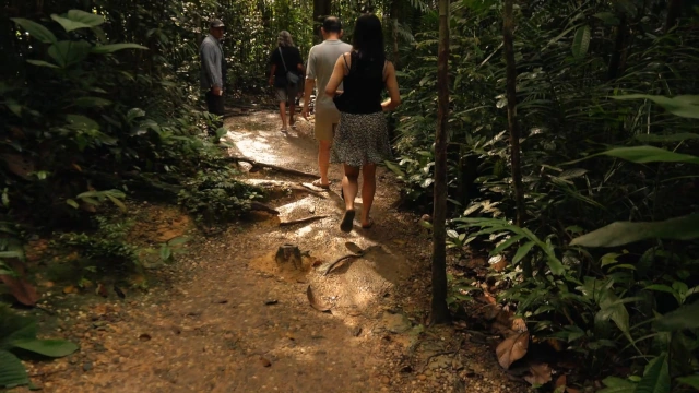 Sendero-semenggog-borneo-malasia