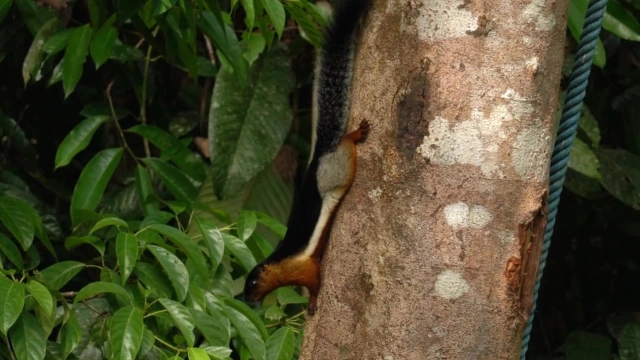 Ardilla gigante en la reserva Semenggoh-Borneo-Malasia