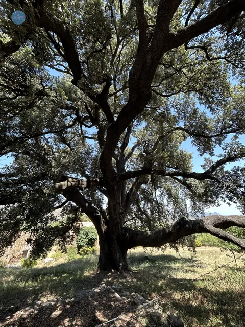 La Carrasca Monumental de Culla, uno de los árboles más singulares del Alt Maestrat, en Castellón.