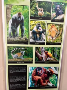 Paneles informativos con las especies de animales de la reserva Semenggoh-Borneo-Malasia