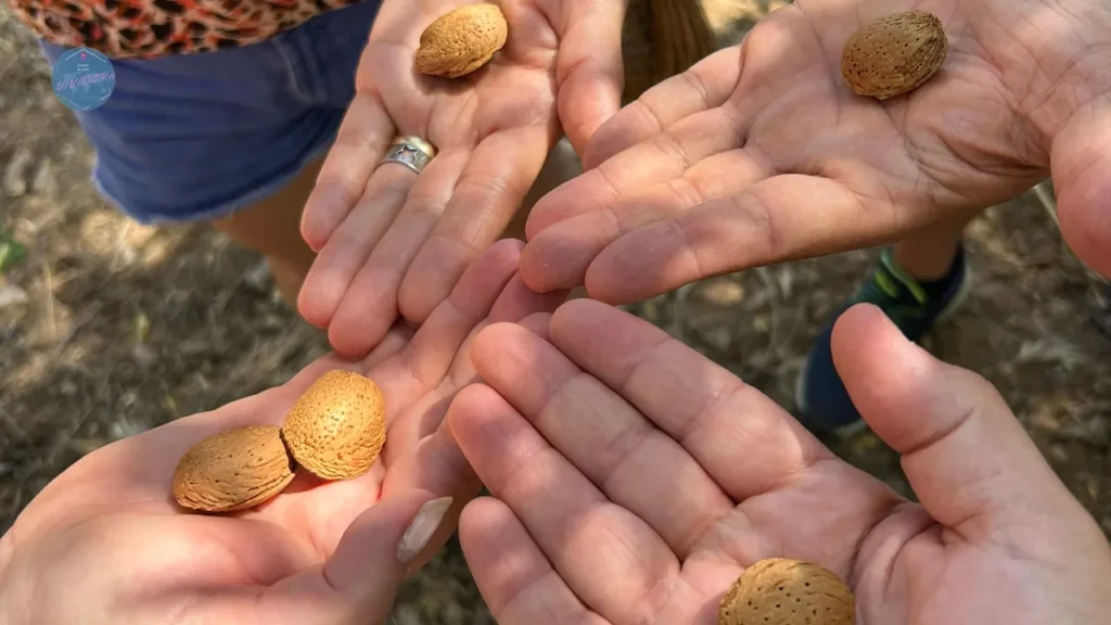 Almendras recién recogidas durante la experiencia de Mas de la Mezquita, una visita entre almendros y patrimonio rural cerca de Culla, en el Alt Maestrat (Castellón)