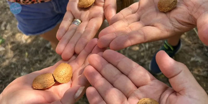 Almendras recién recogidas durante la experiencia de Mas de la Mezquita, una visita entre almendros y patrimonio rural cerca de Culla, en el Alt Maestrat (Castellón)