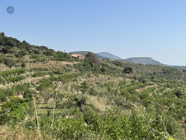 Paisaje de almendros otganizados en bancales que rodea Mas de la Mezquita, cerca de Culla, en el Alt Maestrat.